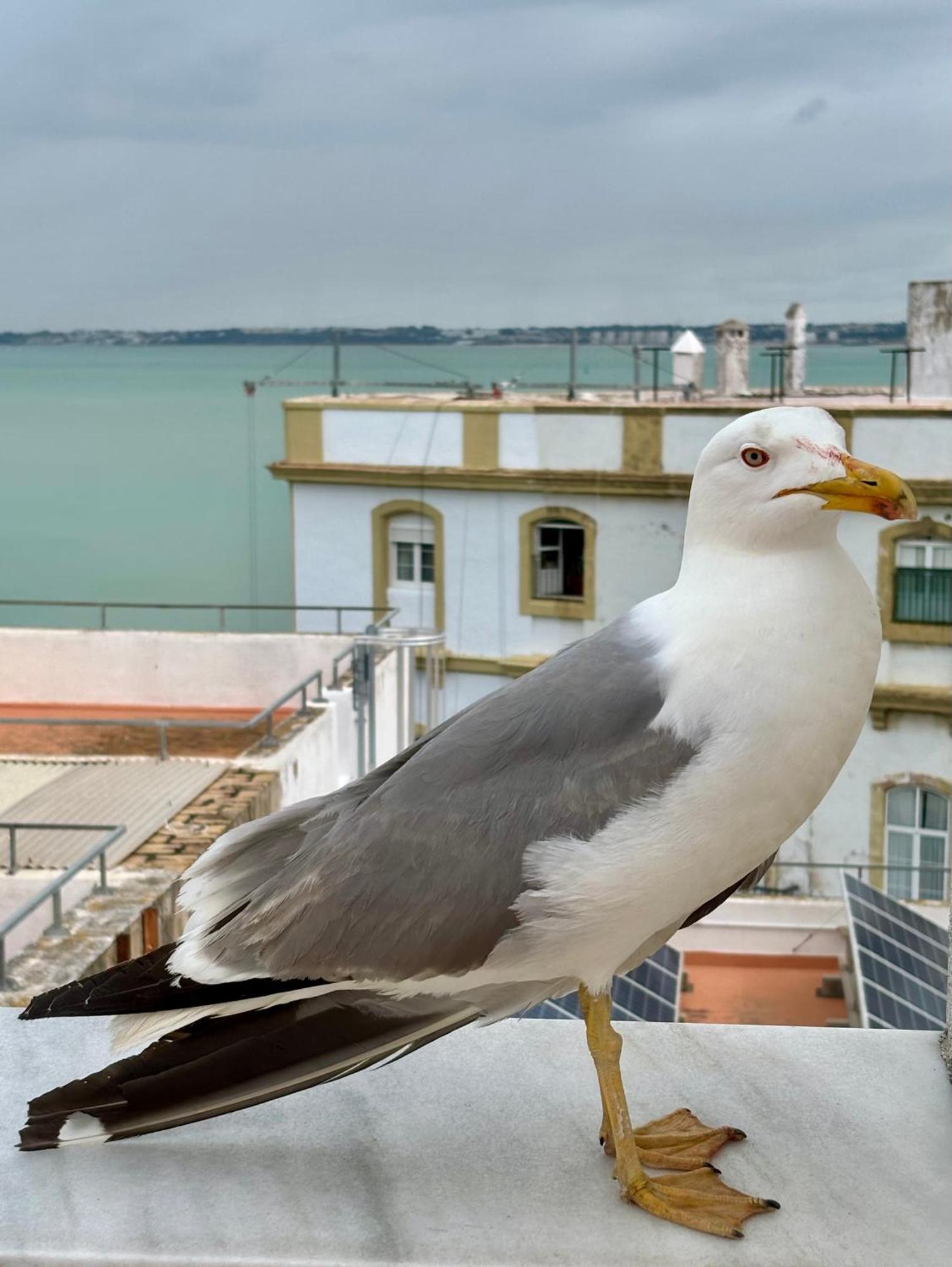 Luminoso Apartamento En El Centro De Cádiz Eksteriør bilde
